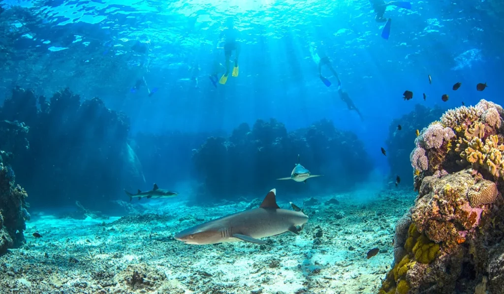 barefoot kuata things to do in fiji