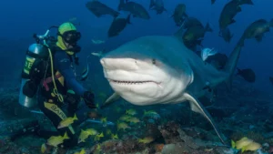 beqa shark dive 