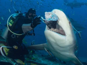 fiji  shark dive